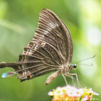 Papilio crino Fabricius, 1792